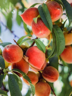 Peach Trees - Garnet Beauty