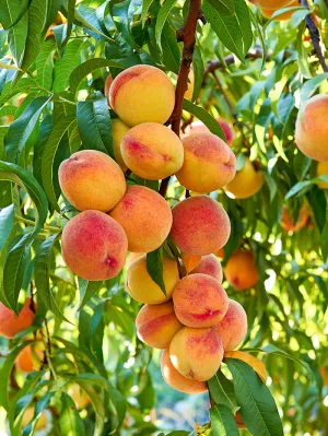 Peach Trees - Tropic Beauty