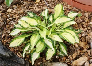 Peanut Hosta