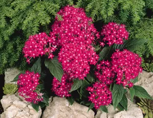 Pentas Graffiti Bright Red Flower Seeds