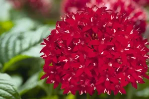 Pentas Graffiti Red Velvet Flower Seeds