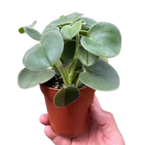 Peperomia 'Felted'