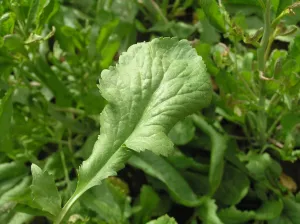 Persian Cress