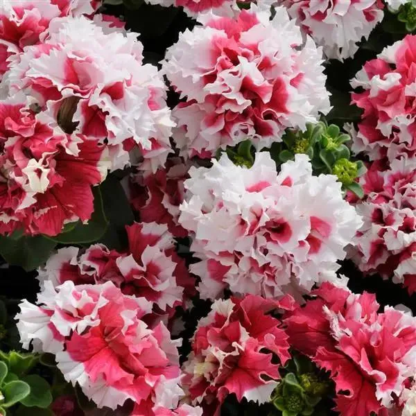 Petunia Double Gf. Pirouette Red Flower Seeds