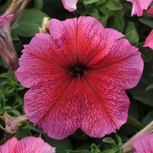 Petunia Single Gf. Daddy Red Flower Seeds