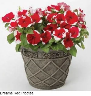 Petunia Single Gf. Dreams Red Picotee Flower Seeds