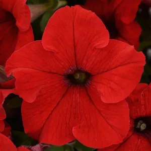 Petunia Single Gf. Ez Rider Red Flower Seeds