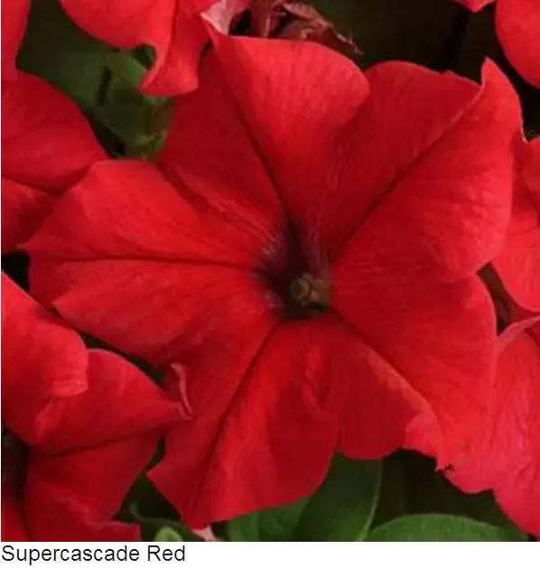 Petunia Single Gf. Supercascade Red Flower Seeds