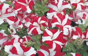 Petunia Single Gf. Tritunia Red Star Flower Seeds