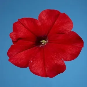 Petunia Single Mf. Celebrity Red Flower Seeds