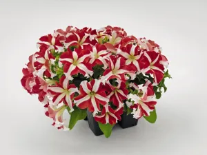 Petunia Success 360° Red Star Flower Seeds