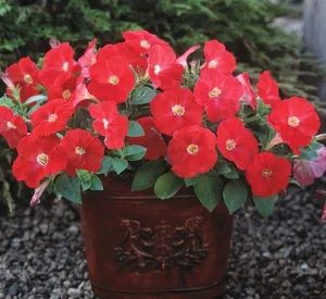 Petunia Trilogy Scarlet Flower Seeds