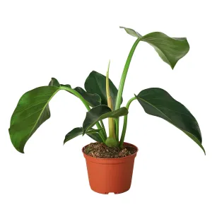 Philodendron 'Congo Green'