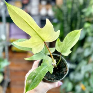 Philodendron ‘Florida Ghost Mint' - Florida Ghost Mint Philodendron - 4 Inch