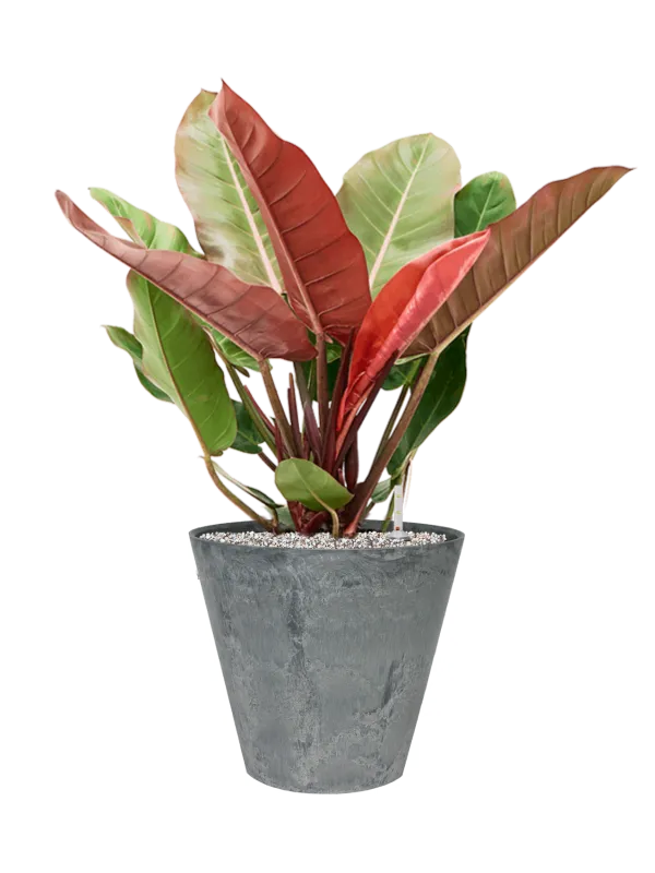 Philodendron 'Prince of Orange' in Artstone Office Plant With Pot 75cm Height 32cm Dia