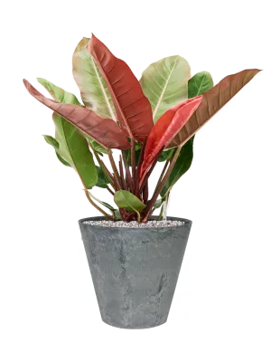 Philodendron 'Prince of Orange' in Artstone Office Plant With Pot 75cm Height 32cm Dia