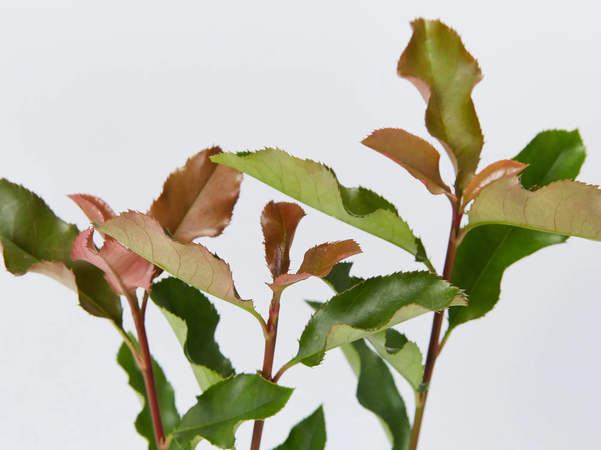 Photinia Thin Red™ x fraseri Hedge Pack