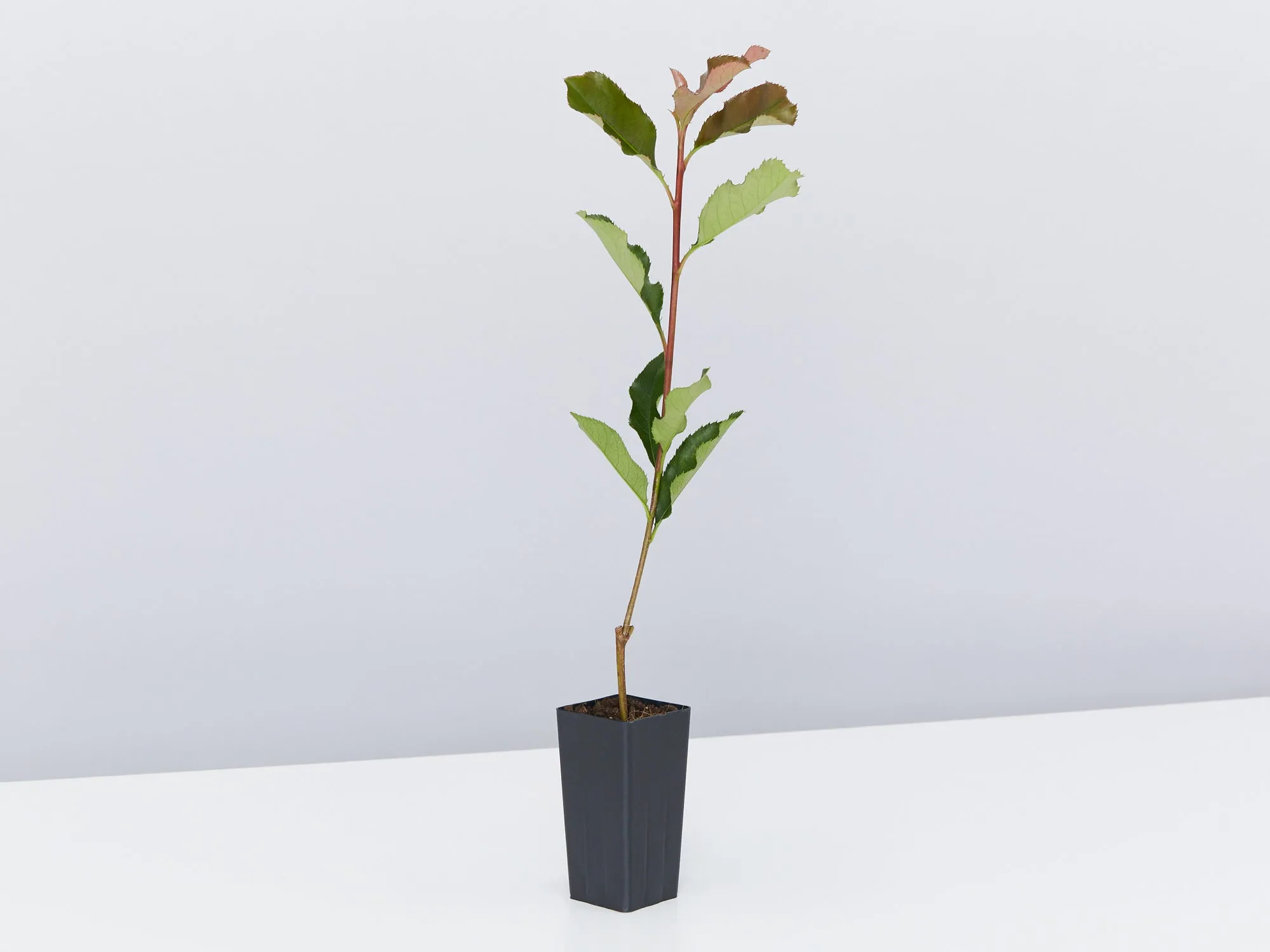 Photinia Thin Red™ x fraseri Hedge Pack