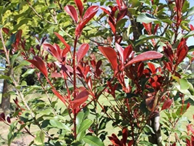 Photinia Thin Red™ x fraseri Hedge Pack