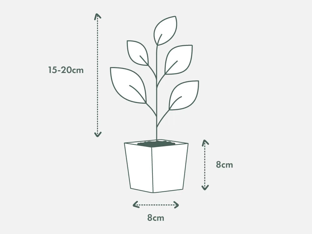 Photinia Thin Red™ x fraseri Hedge Pack