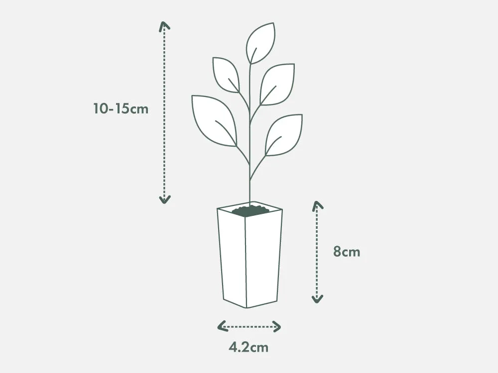 Photinia Thin Red™ x fraseri Hedge Pack