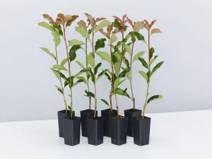 Photinia Thin Red™ x fraseri Hedge Pack