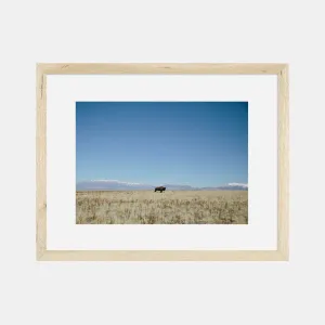 Photographic Print | Bison