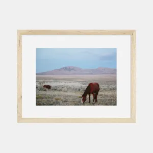 Photographic Print | Wild Horses