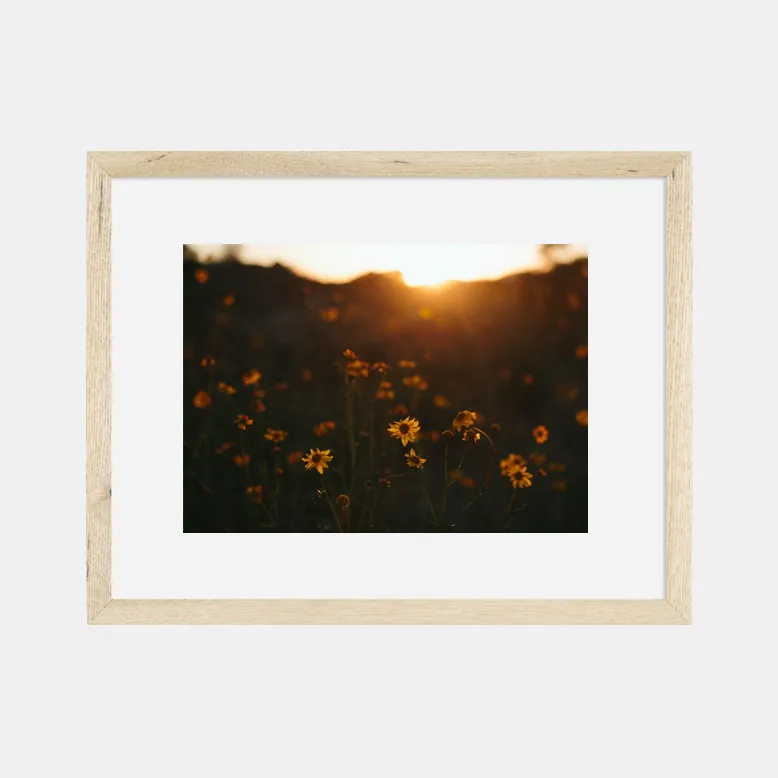 Photographic Print | Wildflowers at sunset