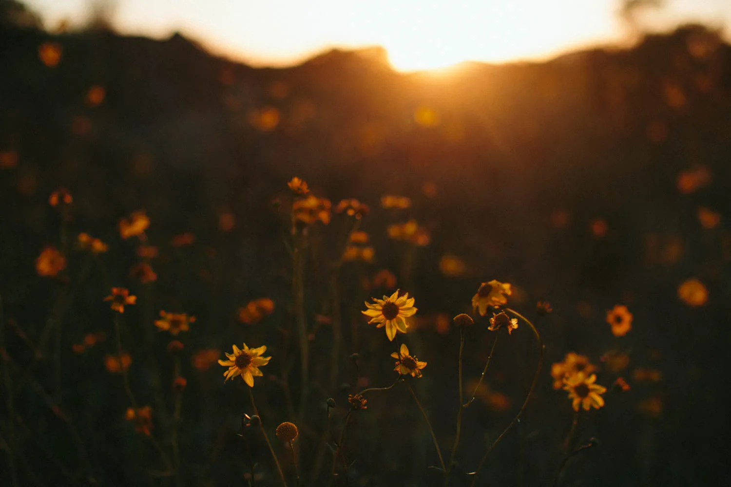 Photographic Print | Wildflowers at sunset