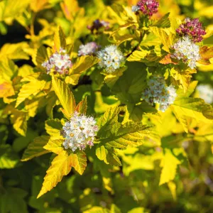 Physocarpus opulifolius 'Dart's Gold' 1L