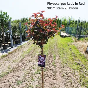 Physocarpus opulifolius Lady in Red 32cm Pot 190cm Shrub Plant