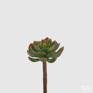 Pianta Artificiale con ramo H. 15 Echeveria Alata EDG Enzo De Gasperi