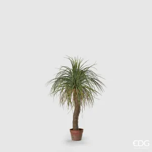 Pianta Yucca West EDG