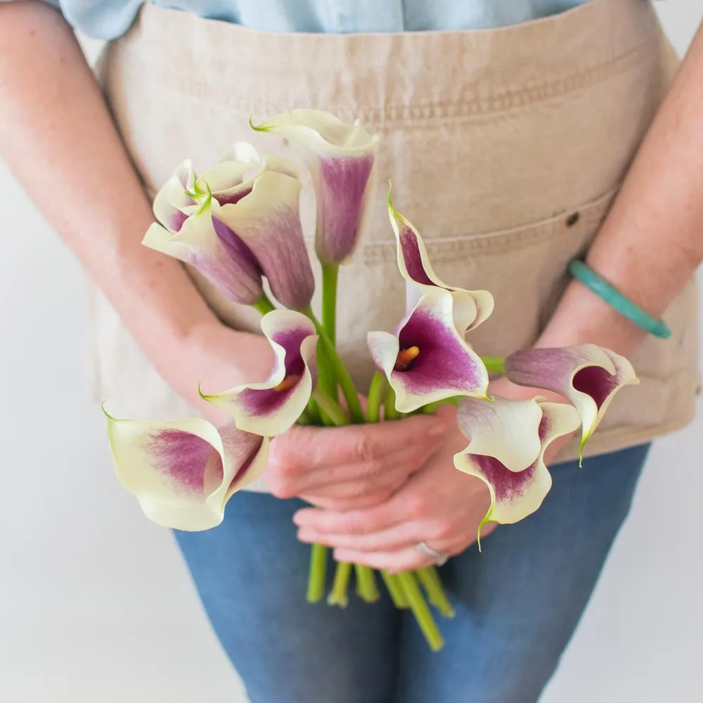 Picasso Mini Calla Lily Flower