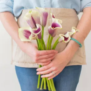 Picasso Mini Calla Lily Flower