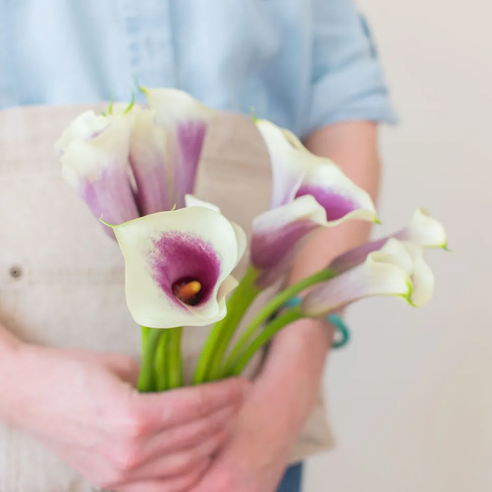 Picasso Mini Calla Lily Flower