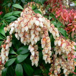 Pieris Mountain Fire