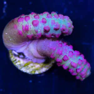 Pink Snake Polyps Coral