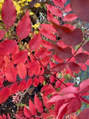 Pistacia chinensis  (Chinese Pistachio)