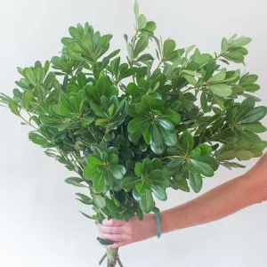 Pittosporum Greenery