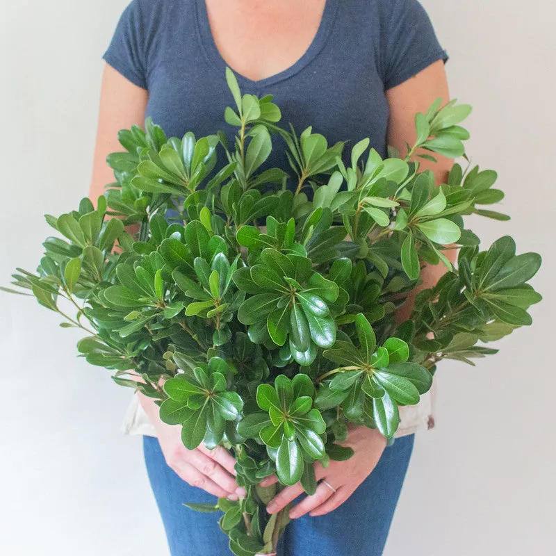 Pittosporum Greenery