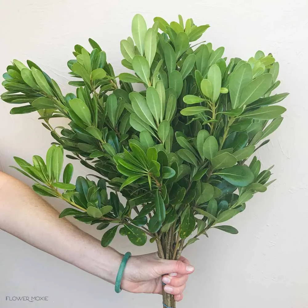 Pittosporum Greenery