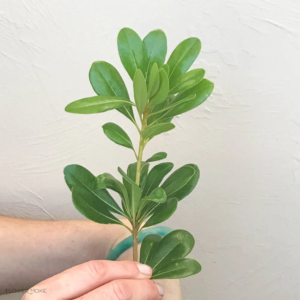 Pittosporum Greenery