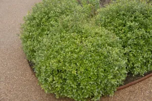 Pittosporum tenuifolium 'Golf  Ball'