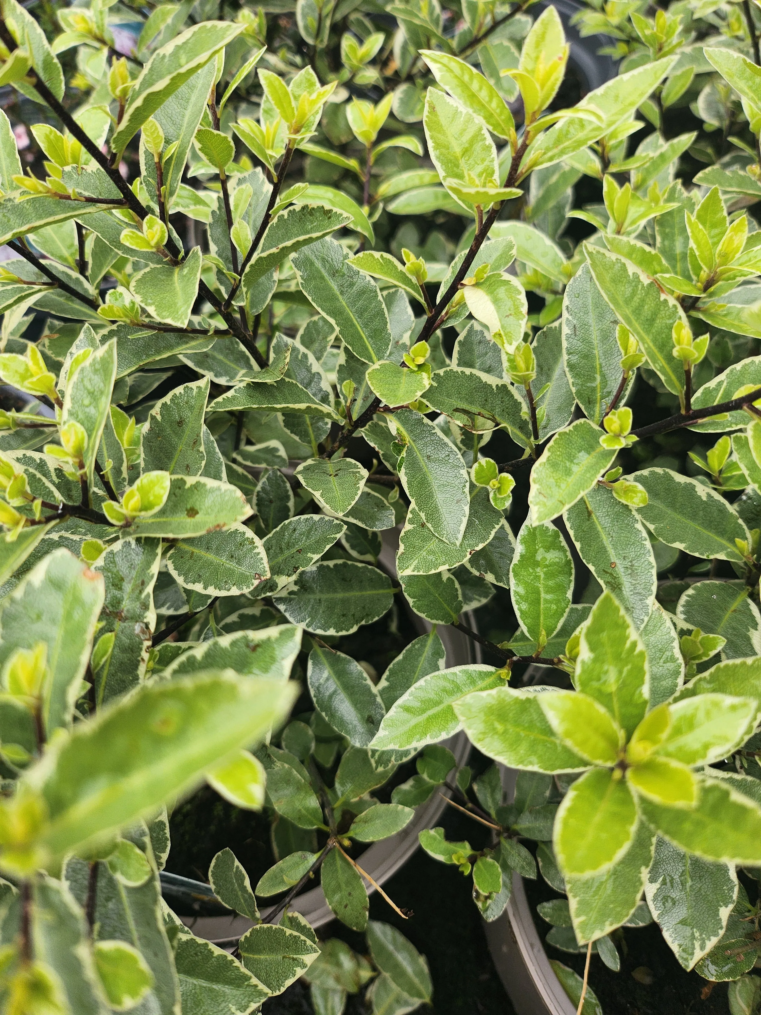 Pittosporum tenuifolium 'Silver Ball' (PBR)