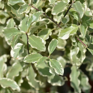 Pittosporum tenuifolium 'Silver Queen'