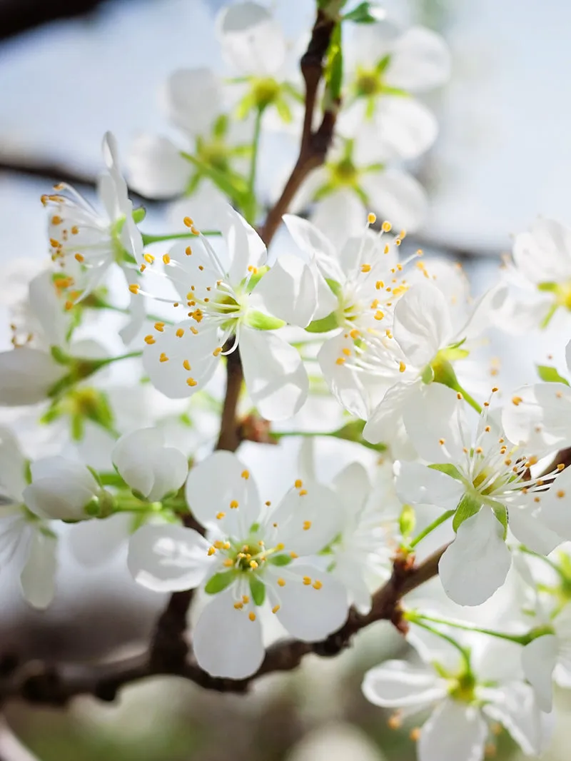 Plum Trees - Scarlet Beauty