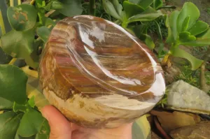 Polished Podocarpus Petrified Wood Bowl x 1 From Mahajanga, Madagascar