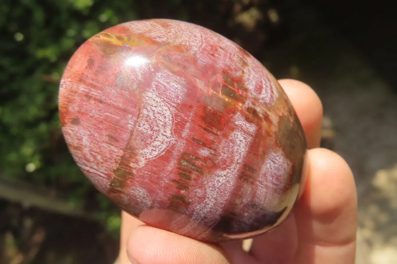 Polished Podocarpus Petrified Wood Palm Stones x 12 From Mahajanga, Madagascar